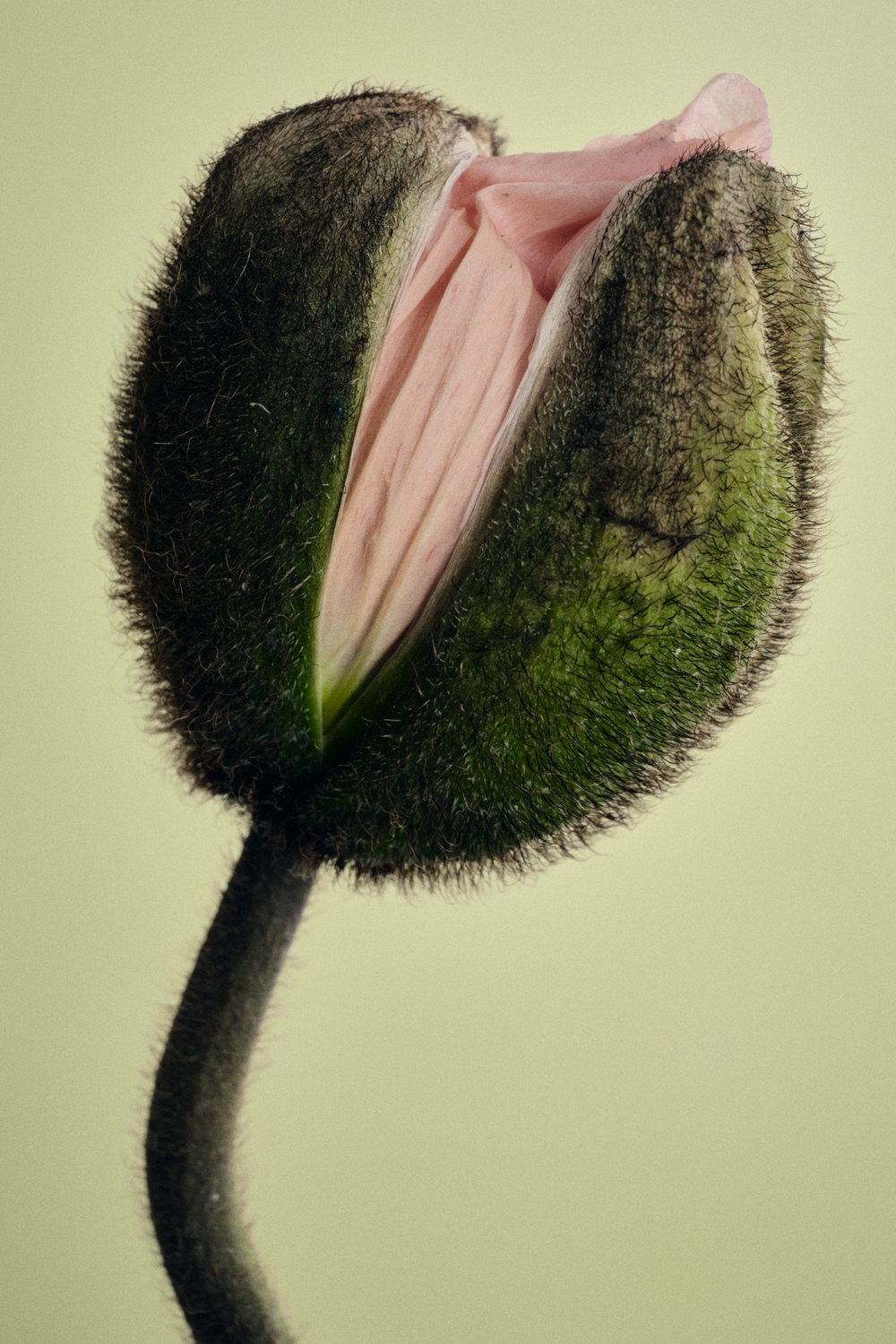 A poppy bud opening, its pink petals held inside a green hairy calyx